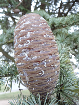 Fruit (cône femelle) en forme d'œuf. Agrandir dans une nouvelle fenêtre (ou onglet)